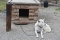 Sled dog chained to post Royalty Free Stock Photo