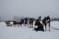 Sled dog competitions in north. Kennel of northern sled dogs. Team of Alaskan Huskies resting after hard training day