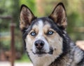 Sled dog of Denali National Park