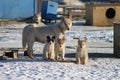 Sled dog family Royalty Free Stock Photo