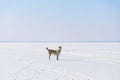 Sled dog on the frozen bay Royalty Free Stock Photo