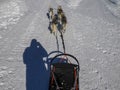 Sled dog with husky dogs in snow mountains white background in dolomites on sunny day view from the sled with dogs running Royalty Free Stock Photo