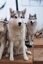 Sled dog husky sits surrounded by other dogs. Husky Park