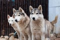 Sled dog husky sits surrounded by other dogs. Husky Park