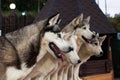 Sled dog husky sits surrounded by other dogs. Husky Park