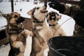 Three young teenage Alaskan Husky puppies look at food and one catches meat with mouth. Sled dog kennel in winter. Routine for Royalty Free Stock Photo