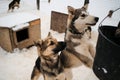 Two young teenage Alaskan Husky puppies are looking at bucket of food and waiting for their portion of meat. Sled dog kennel in Royalty Free Stock Photo