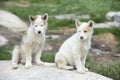 Sled dog puppies Royalty Free Stock Photo