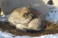 Sled dog puppy Royalty Free Stock Photo