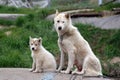 Sled dog with puppy in Ilulissat Royalty Free Stock Photo