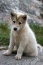 Sled dog puppy sitting in Ilulissat Royalty Free Stock Photo