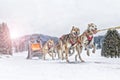 Sled dog race on snow in winter Royalty Free Stock Photo