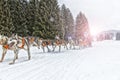 Sled dog race on snow in winter Royalty Free Stock Photo