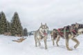 Sled dog race on snow in winter Royalty Free Stock Photo