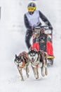 Sled dog race on snow in winter Royalty Free Stock Photo