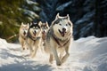 Sled dog race a determined husky dashes through the snowy wilderness