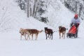 Sled Dog Race, dogs and driver during the competition on the winter road Royalty Free Stock Photo