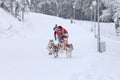 Sled Dog Race, dogs and driver during the skijoring competition Royalty Free Stock Photo