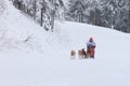 Sled Dog Race, driver and dogs during the competition Royalty Free Stock Photo