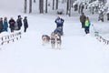 Sled Dog Race, driver and dogs during the skijoring competition Royalty Free Stock Photo