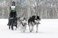 Sled Dog Race on Kamchatka: running dog sled team Alaskan husky