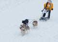 Sled Dog Race in Kharkiv, Ukraine