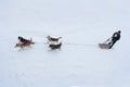 Sled Dog Race in Kharkiv, Ukraine