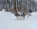 Sled Dog Race in Kharkiv, Ukraine