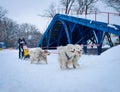 Sled Dog Race in Kharkiv, Ukraine