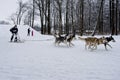 Sled Dog Race in Kharkiv, Ukraine