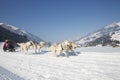 Sled dog Race in Lenk / Switzerland 2012