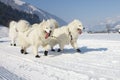 Sled dog Race in Lenk / Switzerland 2012