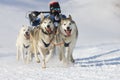 Sled dog Race in Lenk / Switzerland 2012