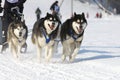 Sled dog Race in Lenk / Switzerland 2012