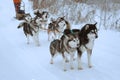 Sled dog race Royalty Free Stock Photo