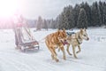 Sled dog race on snow in winter Royalty Free Stock Photo