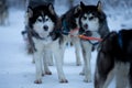 Sled dog race on snow in winter Royalty Free Stock Photo