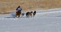 Sled Dog Race Woman Competitor
