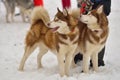 Sled dog racing Royalty Free Stock Photo