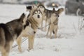 Sled dog racing Royalty Free Stock Photo