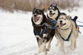 Sled dog racing Royalty Free Stock Photo