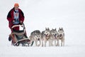 Sled Dog Racing Royalty Free Stock Photo