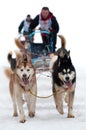 Sled Dog Racing Royalty Free Stock Photo