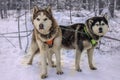 Sled dog racing alaskan malamute snow competition race Royalty Free Stock Photo