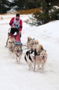 Sled Dog Racing, Donovaly, Slovakia Royalty Free Stock Photo