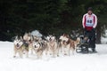 Sled Dog Racing, Donovaly, Slovakia Royalty Free Stock Photo