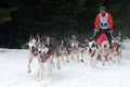 Sled Dog Racing, Donovaly, Slovakia Royalty Free Stock Photo