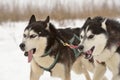 Sled dog racing Royalty Free Stock Photo