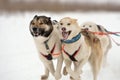 Sled dog racing Royalty Free Stock Photo