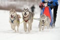 Sled dog racing Royalty Free Stock Photo